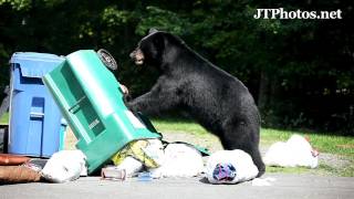 Black Bear Digging Through Trash [upl. by Amelus202]