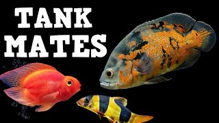 TOP 10 Tank Mates For Oscar Fish [upl. by Garibull642]