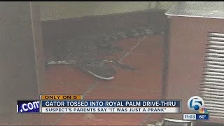 Alligator tossed into Royal Palm Beach Wendys drivethru window [upl. by Alyahs]