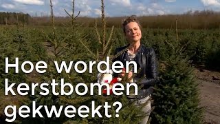 Doen Ze Dat Zo Hoe worden kerstbomen gekweekt  Het Klokhuis [upl. by Ives]