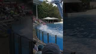 Dolphin Riding at SeaWorld Orlando [upl. by Sharyl131]