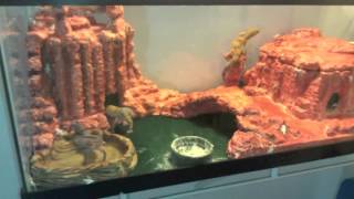 DIY Nice Custom Leopard Gecko Desert Canyon Theme Setup Tips Lizard Landscapes [upl. by Oberstone]