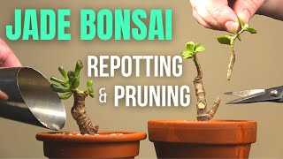 Jade plant Bonsai repotting and pruning [upl. by Aihsenor]