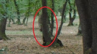 HoiaBaciu  The Worlds Most Haunted Forest Documentary [upl. by Gerhan982]