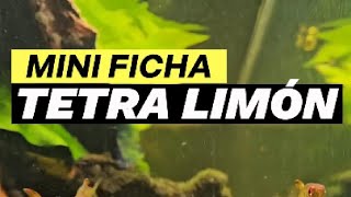 Mini Ficha Tetra Limón [upl. by Anaerda233]