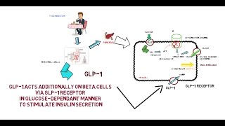 GLP1  Mechanism of Action [upl. by Yliah]