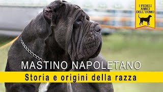 Mastino Napoletano  Storia e Origini della razza [upl. by Lundquist]