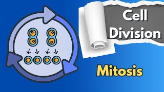 Cell cycle and cell division part2  Mitosis Mphase  Karyokinesis and Cytokinesis [upl. by Casta]