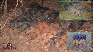 Wild Hog Trapping  32 Pigs in 10 Days With JAGER PRO Hog Traps  JAGER PRO™ [upl. by Mistrot]