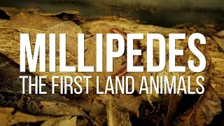 Millipedes The First Land Animals [upl. by Shalom]