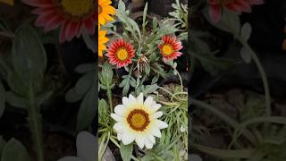 Gazania Rigens flowers Beautiful garden [upl. by Adnahsor104]