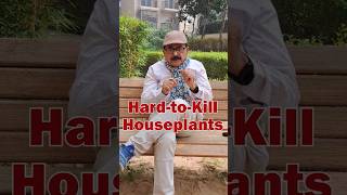 TOP 6 Hard To Kill Plants  Easy to Grow House Plants for Beginners gardeningforbeginners [upl. by Chevalier]