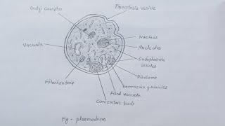 plasmodium  classification of plasmodium  comment of plasmodium  diagram of plasmodium diagram [upl. by Walkling]