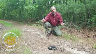 Rattlesnakes Canebrake vs Timber Rattlesnake [upl. by Oidualc]