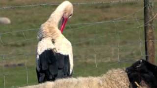 Storch Hobor im Portrait [upl. by Nicholle]