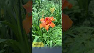 hemerocallis hemerocallisfulva lily dennature flowers shorts youtubeshorts trending nature [upl. by Estus577]