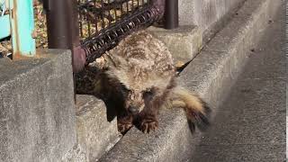 市街地に生息するタヌキ  Wild Japanese Raccoon Dog in urban district [upl. by Shoshana629]