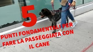 5 punti fondamentali per fare una passeggiata corretta con il cane [upl. by Jorie]