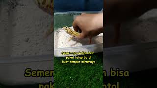 Setting Kandang Leopard Gecko Simple [upl. by Ingham]