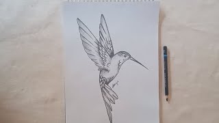 Cómo dibujar un colibrí a carboncilloHow to draw a hummingbird in charcoal [upl. by Sicular866]