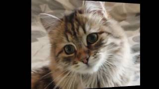 Siberian cat HistoryPersonalityHealthCare [upl. by Joann]