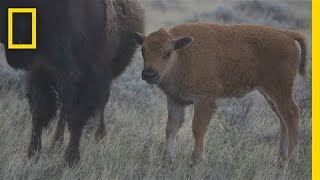 These Young Bison Could Save Americas Prairie  National Geographic [upl. by Eivol]