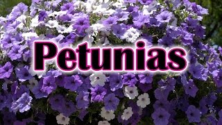 How To Grow Petunias Flowers How To Care and Keep the Petunia Blooming [upl. by Latoyia]