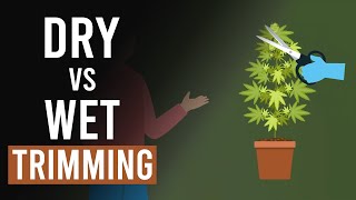 Cannabis Harvesting Wet vs Dry Trimming [upl. by Yelloh]