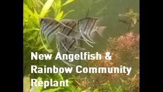 Rainbowfish Community Tank Replant and New Angelfish [upl. by Courtnay470]