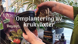 Omplantering av krukvaxter [upl. by Yna]