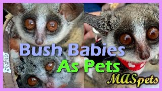 Bush Baby The Pet Everyone Wants [upl. by Jeavons494]