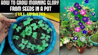 How To Grow Morning Glory From Seed FULL INFORMATION [upl. by Haggai]