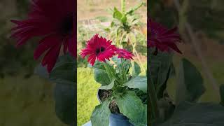 Gerbera flowers gerbera plant gerbera phool  gerbera plant care gerbera ka paudha [upl. by Finbar]