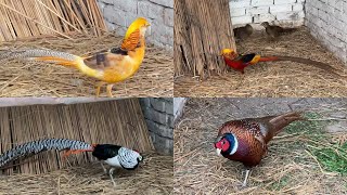 Pheasant Breeds on Farm  New Pheasant Breeding pairs on Farm House  M Birds [upl. by Yrokcaz828]