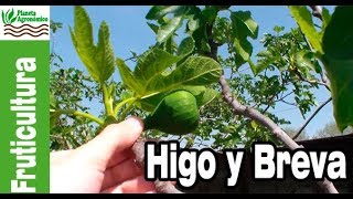 DIFERENCIAS entre un HIGO y una BREVA que no son frutos🍠 [upl. by Nnayr]