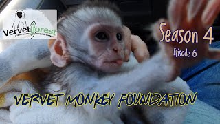 Two more baby orphan monkeys arrive we reach out for more volunteers to come and help [upl. by Clary]