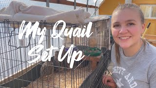 My Quail Set Up Cages bedding and feed [upl. by Norrv]