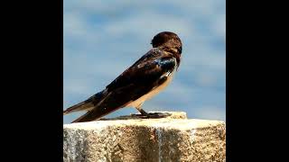 quotAmazing Barn Swallow Bird A CloseUp Look at Their Unique Featuresquot [upl. by Va]