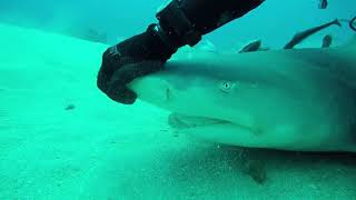 Lemon shark nose rub [upl. by Kate]