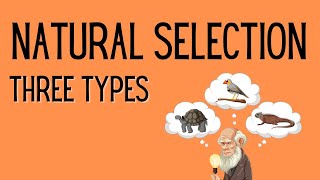 Natural Selection  3 Types [upl. by Dumanian]