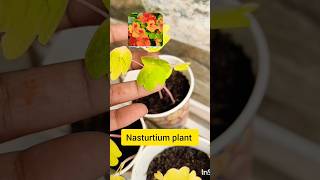 Nasturtium seeds germination youtubeshort nasturtium [upl. by Ylrebmyk]