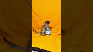 Wanessa Ruddy Abyssinian Female Kitten Available Now  Purebred Kitties [upl. by Narmak]