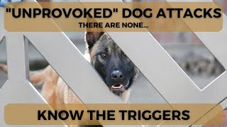 There Are NO Unprovoked Dog Attacks [upl. by Aihsal16]