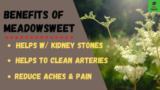 Benefits of Meadowsweet [upl. by Siver]