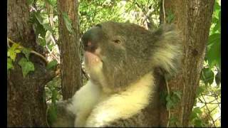 A Thirsty Koala Returns and Sneezes [upl. by Aneles]