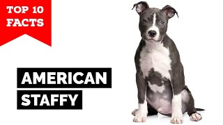 American Staffordshire Terrier  Top 10 Facts Amstaff [upl. by Ailalue501]