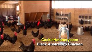 Black Australorp Chicken Breed Breeder Flock  Cackle Hatchery [upl. by Merrielle]