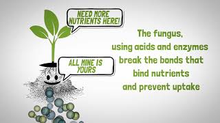 Mycorrhizal Fungi to assist plants The Root of Things [upl. by Bowne]