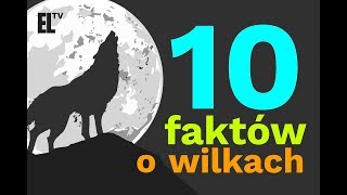 10 faktów o wilkach [upl. by Linis]