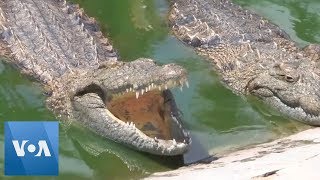 Men Save 25000 Crocs in Mozambique Amid Cyclone [upl. by Magdalene]